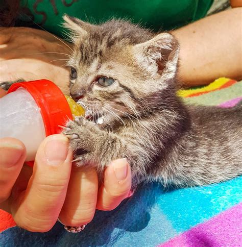 adoptar gatos recién nacidos madrid|gatitos bebes para casa.